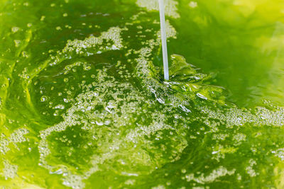 Close-up of wet plants