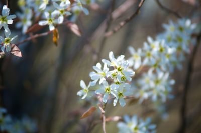 Close-up of white flowering plant