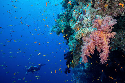 Scuba diving in sea