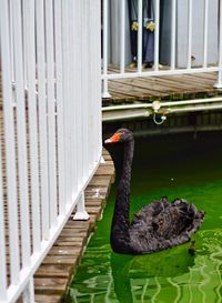 Black swan in pond by railing