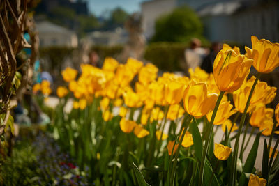 Close-up of yellow daffodil flowers blooming in field