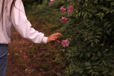 Midsection of person holding pink flowering plant