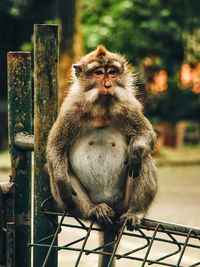 Portrait of monkey sitting on railing