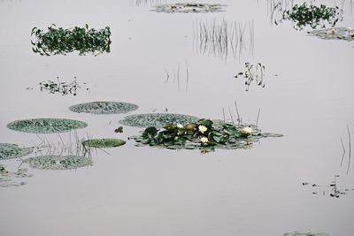 High angle view of plant floating on lake