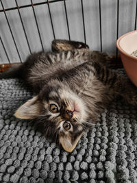 High angle view of cat lying down