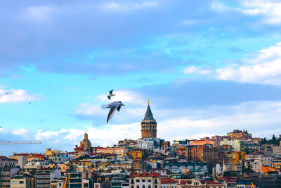 Galata tower and seagull