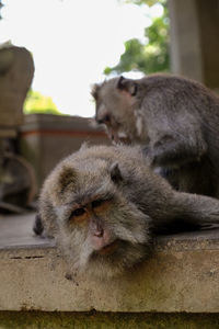 Monkeys on retaining wall