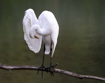 Egret preening 