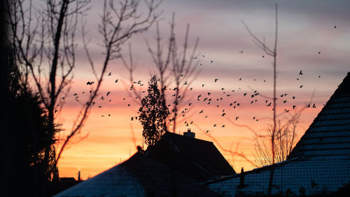 Silhouette birds against sky during sunset