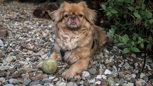 Portrait of dog sitting outdoors