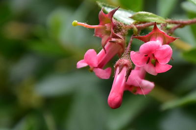 Close-up of pink flowering plant