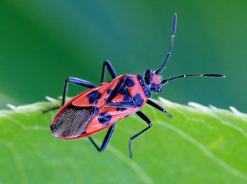 Close-up of insect on leaf