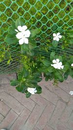 High angle view of flowers blooming outdoors