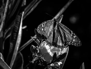 Close-up of butterfly pollinating on flower