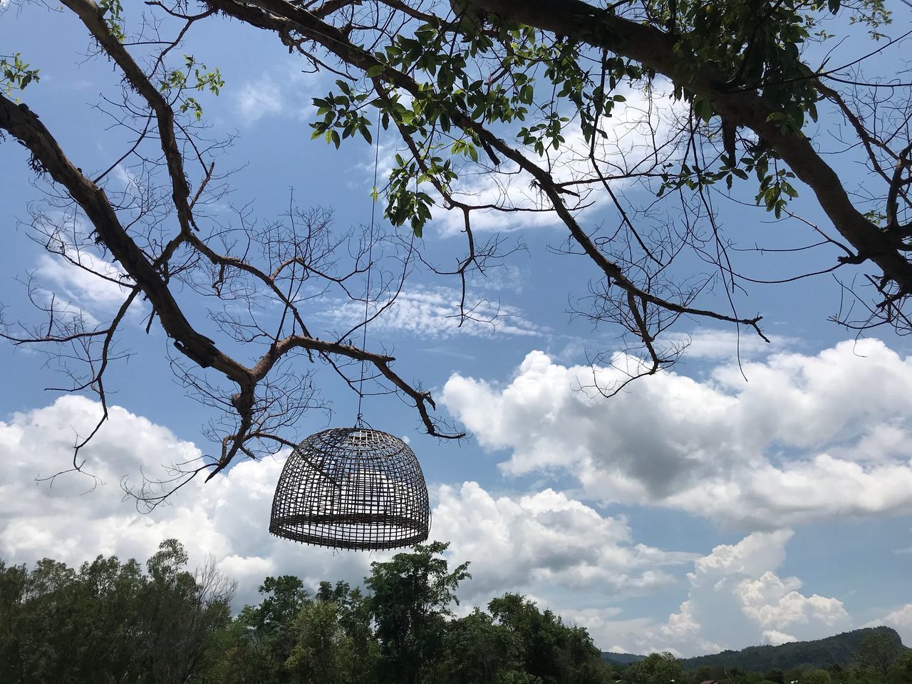 LOW ANGLE VIEW OF PLANT AGAINST SKY