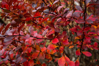 Close-up of maple leaves on tree