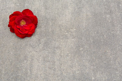 Close-up high angle view of red rose