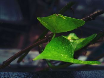 Close-up of fresh green leaves