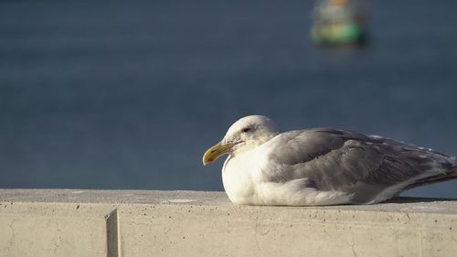 Close-up of seagull perching on railing