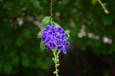 Close-up of purple flowering plant