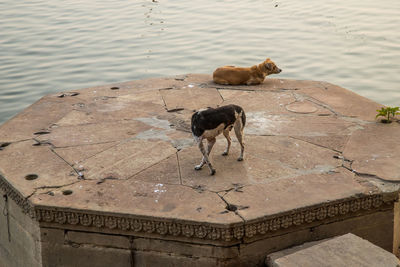 High angle view of two dogs at a river