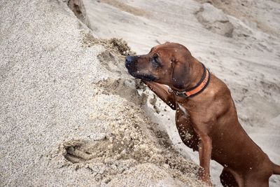 High angle view of dog climbing on sand dune at beach