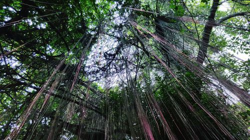 Low angle view of bamboo trees in forest