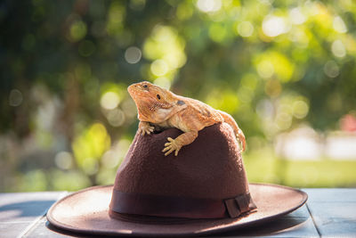 Close-up of lizard on hat over table