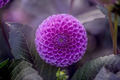 Macro shot of pink flower head