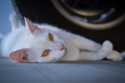 Portrait of white cat lying against tire at garage