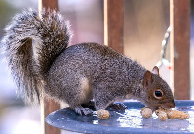 A squirrel arrives on the deck and finds peanuts