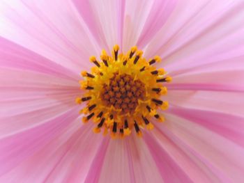 Close-up of pink flower