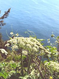 High angle view of flowering plants by sea