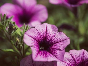 Close-up of pink flowers