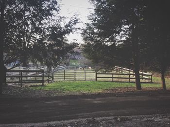 Trees in park