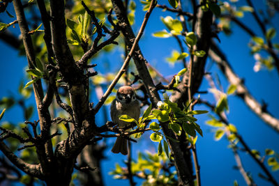 Low angle view of bird perching on tree