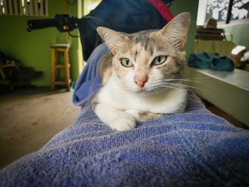 Portrait of cat relaxing on floor