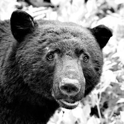 Close-up portrait of bear