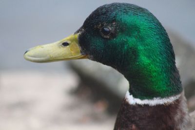 Close-up of mallard duck