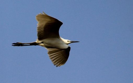 animals in the wild, animal wildlife, animal themes, bird, animal, flying, spread wings, vertebrate, one animal, sky, clear sky, motion, low angle view, mid-air, nature, blue, no people, animal body part, day, full length, outdoors