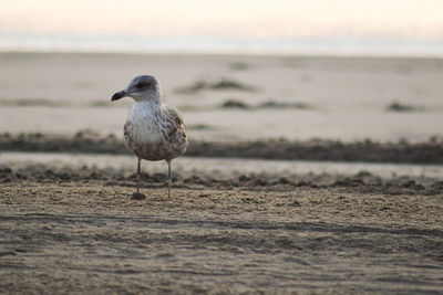 Close-up of bird on beach against sky at sunset
