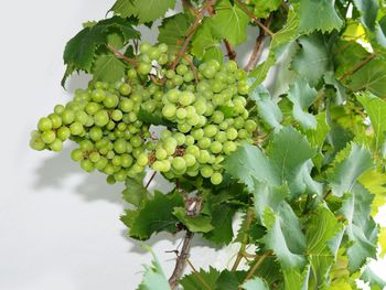 Close-up of grapes growing on vine against white wall