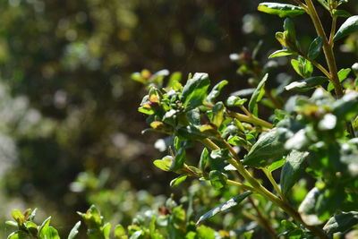 Close-up of flowering plant