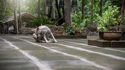 Dog relaxing in yard