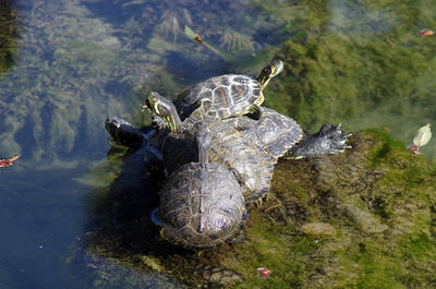 High angle view of crocodile in water
