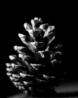 Close-up of cactus flower against black background