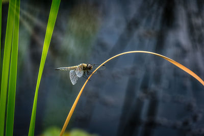 Close-up of dragonfly flying against blurred background