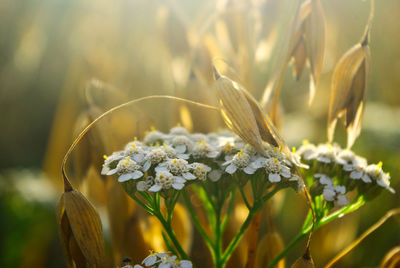 Close-up of white flowering plant