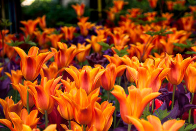 Close-up of orange flowering plants