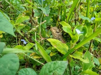 View of lizard on field